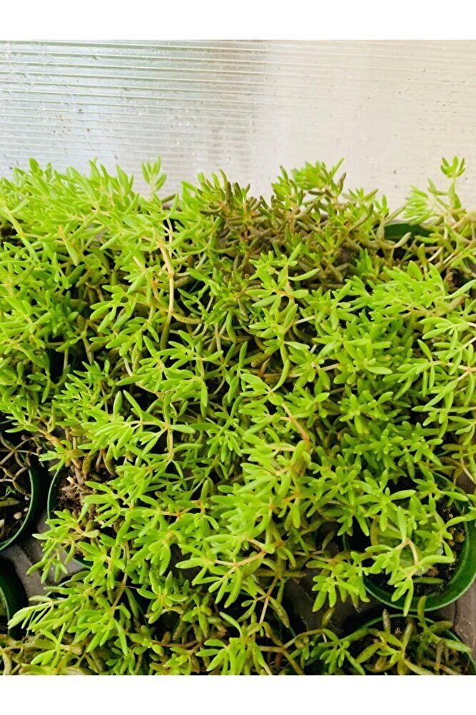 Dam Koruğu Sedum Sukulent