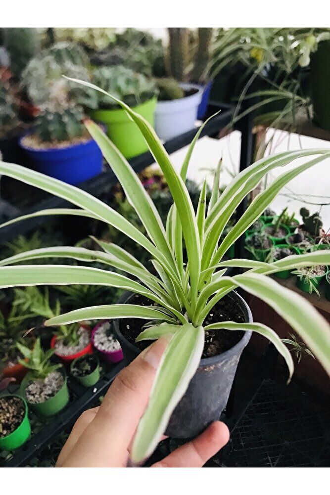 Foliumbotanik Kurdele Çiçeği KE57