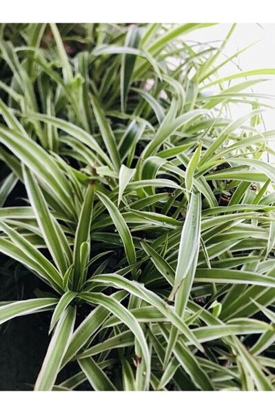 Foliumbotanik Kurdele Çiçeği KE57