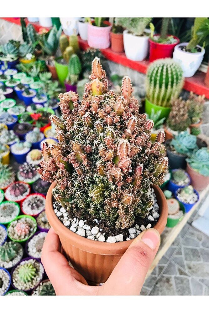 Peri Şatosu Kaktüs