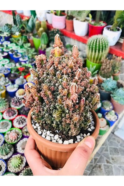 Peri Şatosu Kaktüs