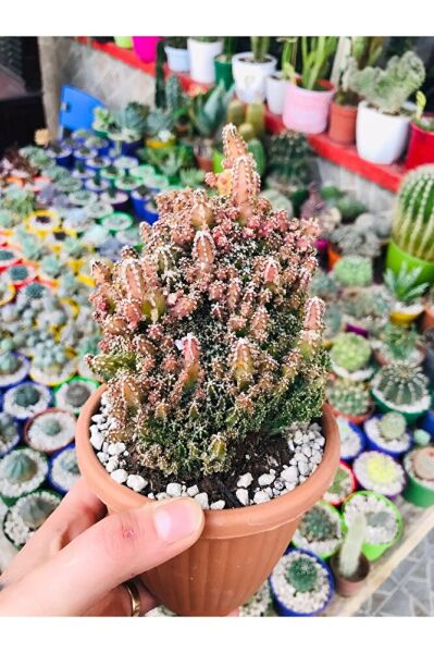 Peri Şatosu Kaktüs