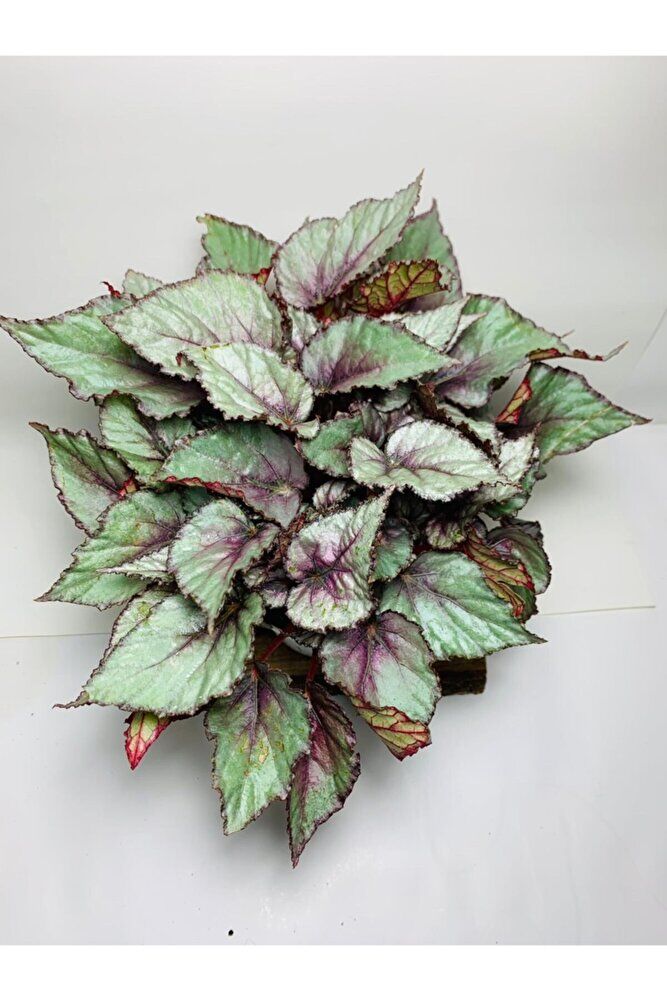 Begonya Renkli Özel Yapraklı