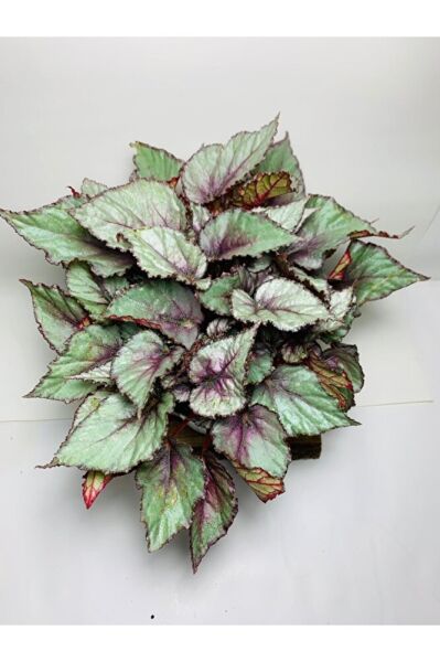Begonya Renkli Özel Yapraklı