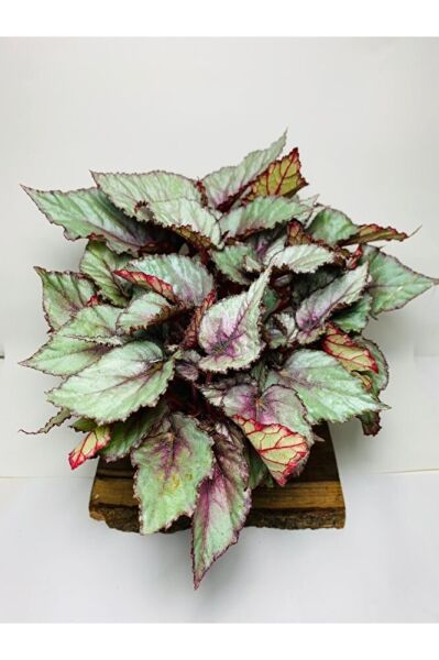 Begonya Renkli Özel Yapraklı