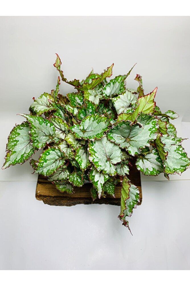 Begonya Renkli Desenli Yapraklı