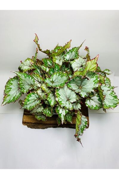 Begonya Renkli Desenli Yapraklı