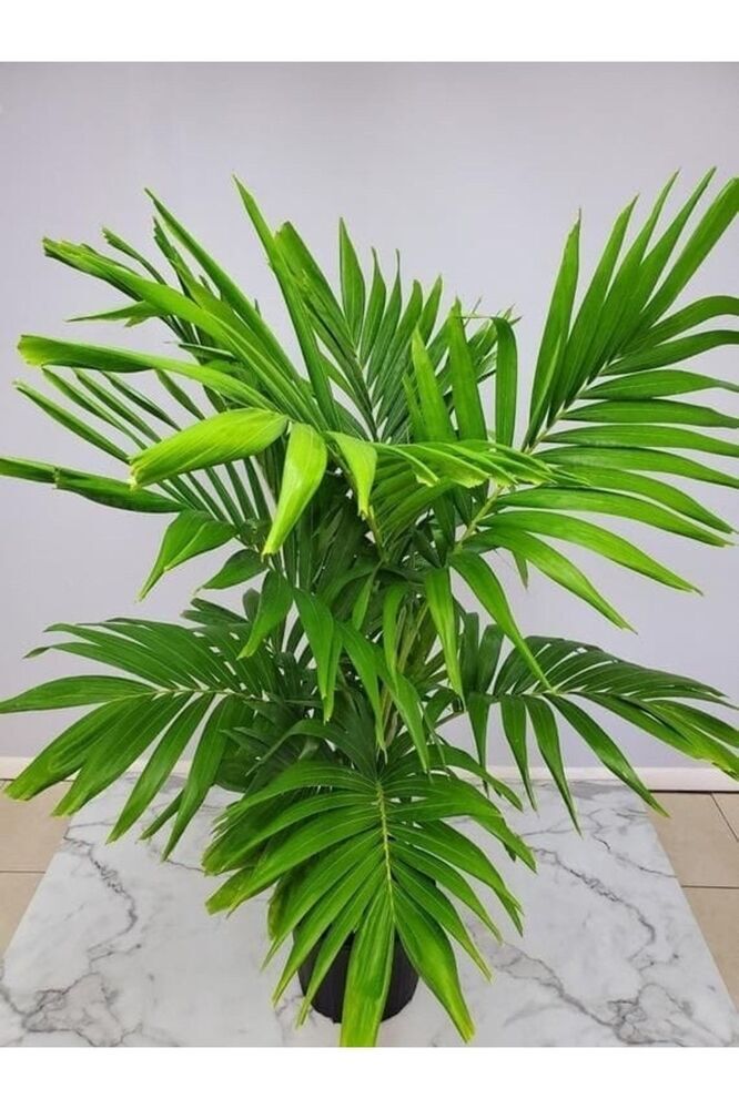 Areka Palmiyesi — Chamador Bitkisi — Dag Palmiyesi Fidesi (35-40) Ofis Bitkisi Canli Bitki