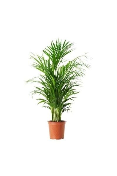 Areka Palmiyesi — Chamador Bitkisi — Dag Palmiyesi Fidesi (35-40) Ofis Bitkisi Canli Bitki