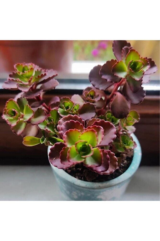 Sedum bitkisi fidesi -(10-15cm) mezar örtücü-yayilici bitki