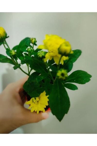 20 Adet Kasimpati Cicegi Fidesi (10-15 CM) Tomurcuklu Turuncu -sari -kirmizi-beyaz Renkler