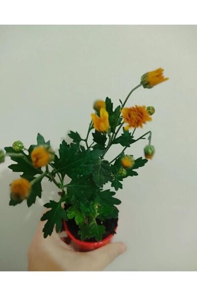 20 Adet Kasimpati Cicegi Fidesi (10-15 CM) Tomurcuklu Turuncu -sari -kirmizi-beyaz Renkler