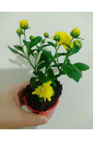 20 Adet Kasimpati Cicegi Fidesi (10-15 CM) Tomurcuklu Turuncu -sari -kirmizi-beyaz Renkler