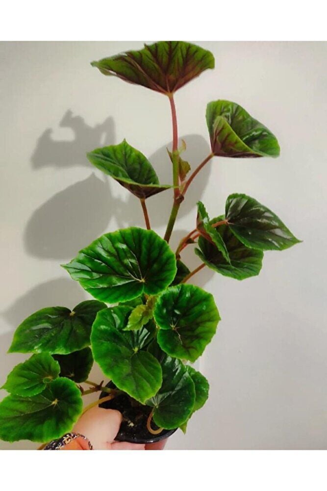 Yağlı begonya büyük boy (45-65 cm ) çok dallı