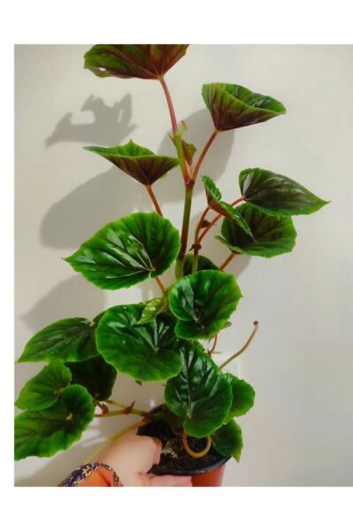 Yağlı begonya büyük boy (45-65 cm ) çok dallı