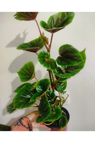 Yağlı begonya büyük boy (45-65 cm ) çok dallı