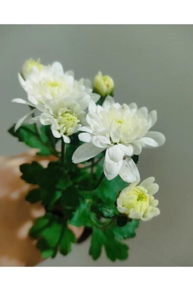 Kasımpatı Çiçegi Fidesi 3 Adet (10-25 Cm ) Tomurcuklu