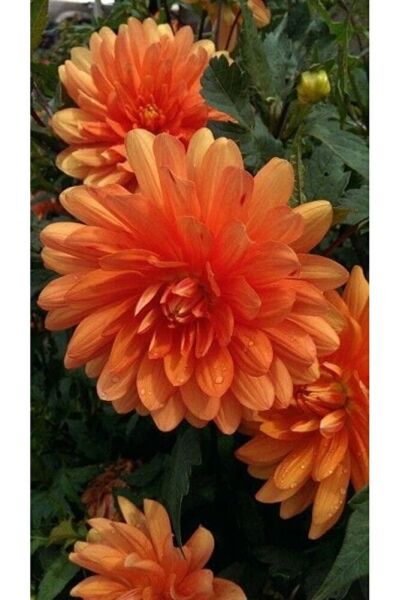 Kasımpatı Çiçegi Fidesi 3 Adet (10-25 Cm ) Tomurcuklu