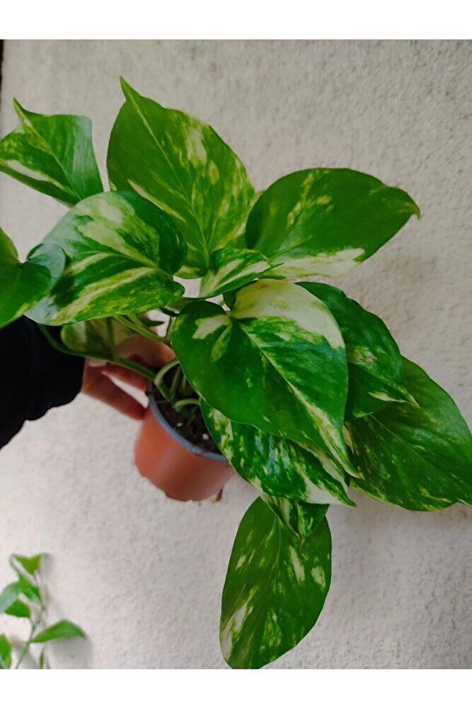 Pothos Sarmaşik Bitkisi Ithal Ürün (40-60cm ) Çok Dallı Dolgun Form