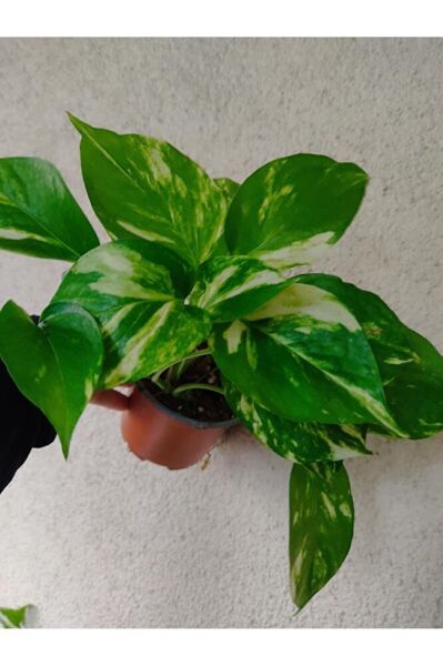 Pothos Sarmaşik Bitkisi Ithal Ürün (40-60cm ) Çok Dallı Dolgun Form