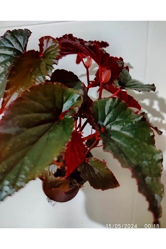 Begonya ( 40 - 60 Cm ) Buyuk Boy Dolgun Form