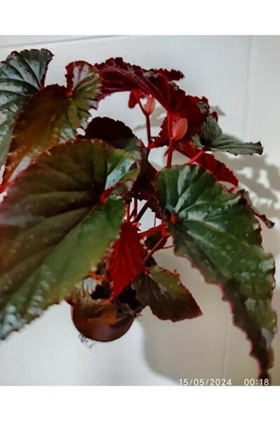 Begonya ( 40 - 60 Cm ) Buyuk Boy Dolgun Form