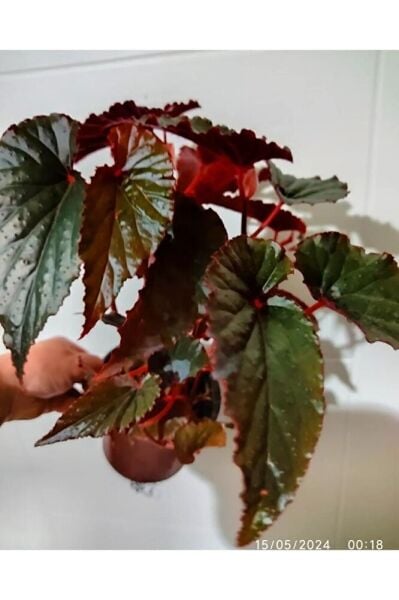 Begonya ( 40 - 60 Cm ) Buyuk Boy Dolgun Form