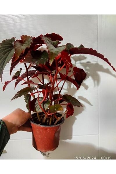 Begonya ( 40 - 60 Cm ) Buyuk Boy Dolgun Form