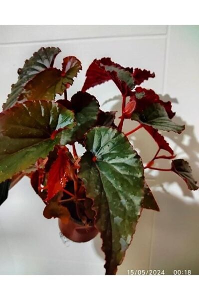 Begonya ( 40 - 60 Cm ) Buyuk Boy Dolgun Form