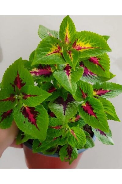 Yaprak Güzeli (25-40cm ) Özel Renk -ev Cicegi -