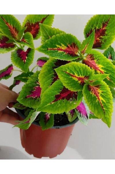 Yaprak Güzeli (25-40cm ) Özel Renk -ev Cicegi -