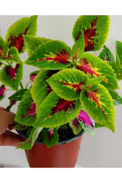 Yaprak Güzeli (25-40cm ) Özel Renk -ev Cicegi -