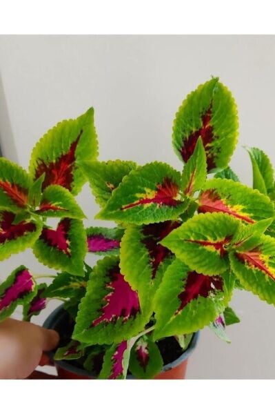 Yaprak Güzeli (25-40cm ) Özel Renk -ev Cicegi -