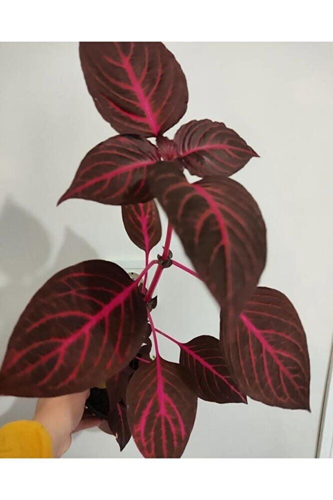 Cingene Salvari Cicegi Fidesı (30-40cm ) Yaprak Güzeli Cicegi