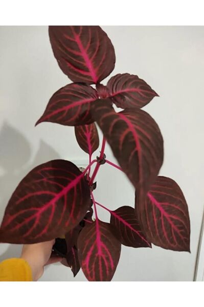 Cingene Salvari Cicegi Fidesı (30-40cm ) Yaprak Güzeli Cicegi