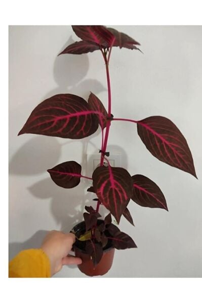 Cingene Salvari Cicegi Fidesı (30-40cm ) Yaprak Güzeli Cicegi