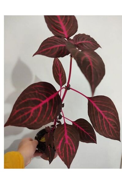 Cingene Salvari Cicegi Fidesı (30-40cm ) Yaprak Güzeli Cicegi