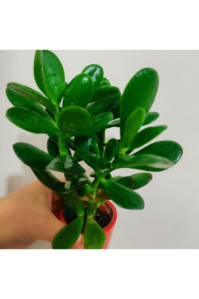 Para Çiçegi Sans Bıtkısı -bonsai Paraçiçeği (orta Boy Gövdeli ) 20-30 Cm