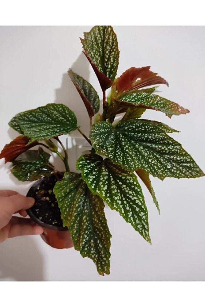 Çilli Begonya Cicegi -orta Boy (40-50cm )