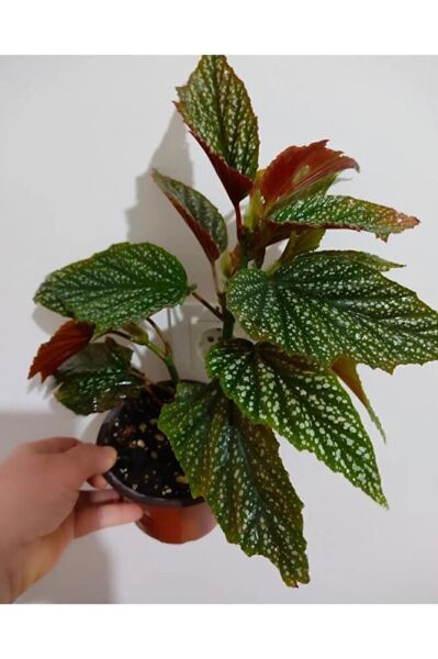 Çilli Begonya Cicegi -orta Boy (40-50cm )