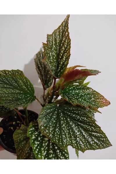 Çilli Begonya Cicegi -orta Boy (40-50cm )