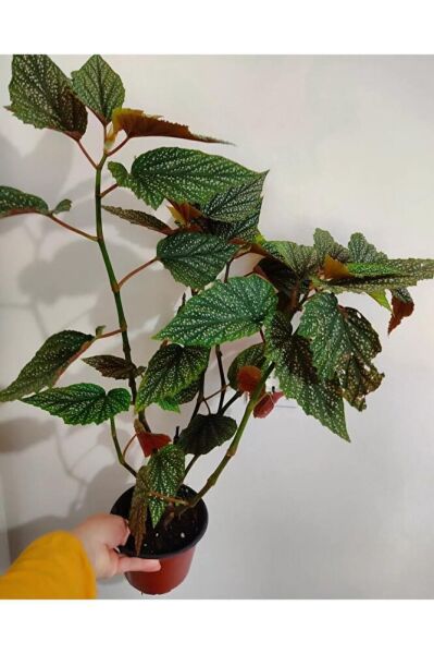 çilli begonya cicegi - Buyuk Boy (50 -65 Cm )