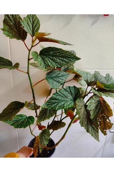 çilli begonya cicegi - Buyuk Boy (50 -65 Cm )