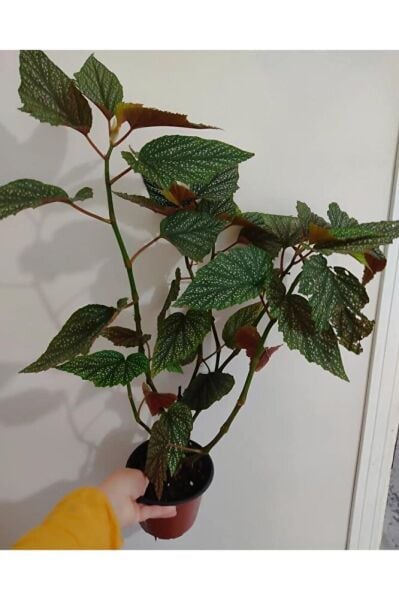 çilli begonya cicegi - Buyuk Boy (50 -65 Cm )