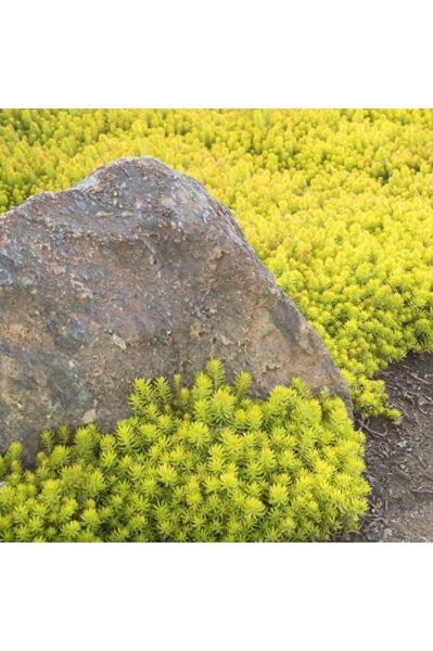 (5 adet) Sedum bitkisi fidesi -yer örtücu- mezar örtücü (10-15 cm)