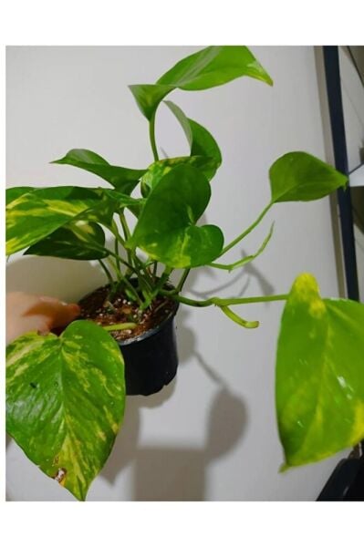 Pothos sarmasik fidesi (35-45cm) saksili gönderim -Salon sarmasik-özel bitki