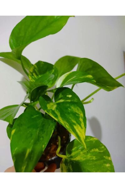 Pothos sarmasik fidesi (35-45cm) saksili gönderim -Salon sarmasik-özel bitki