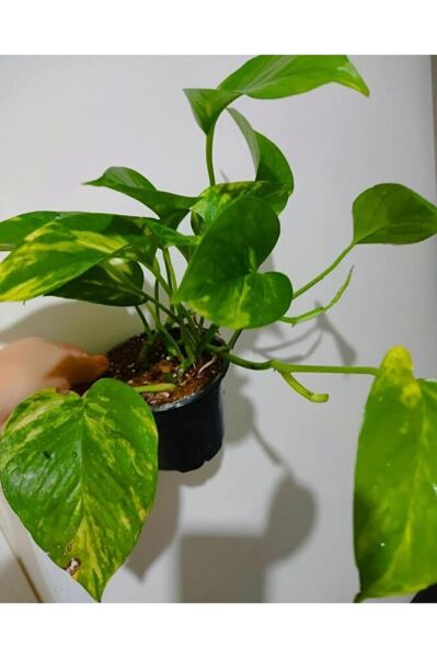 Pothos sarmasik fidesi (35-45cm) saksili gönderim -Salon sarmasik-özel bitki