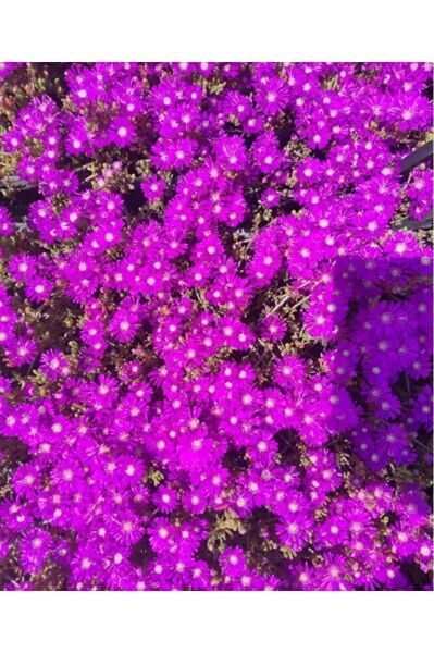 Acem halisi fidesi 5 adet (10-15cm