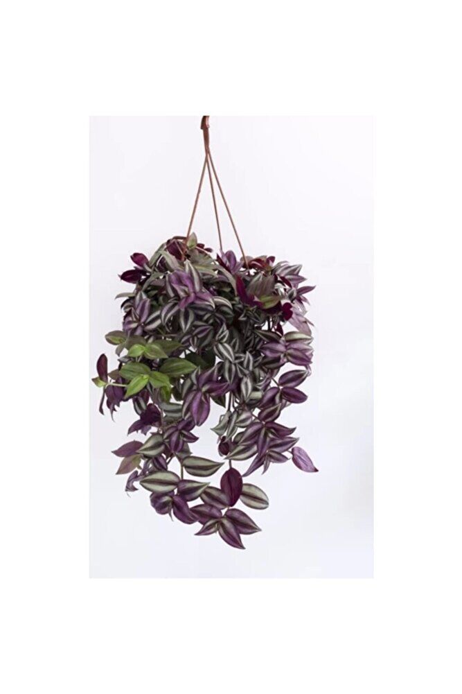 Askılı Saksıda Telgraf Çiçeği